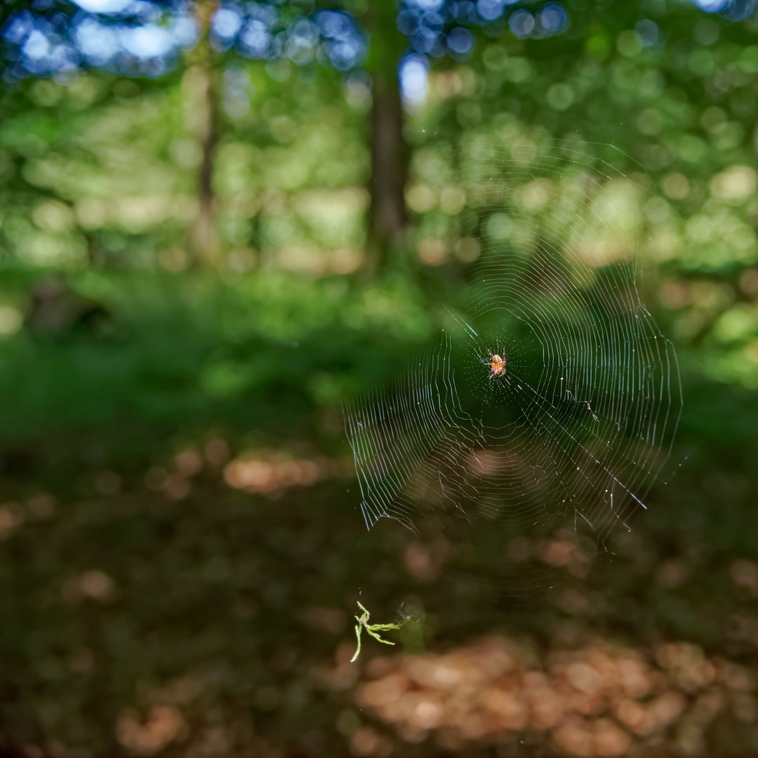 Netz im Wind