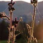 Netz in der Abendsonne