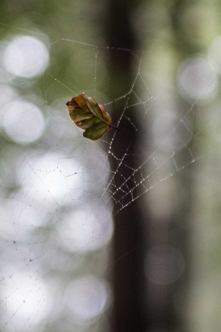 Netz in der Luft