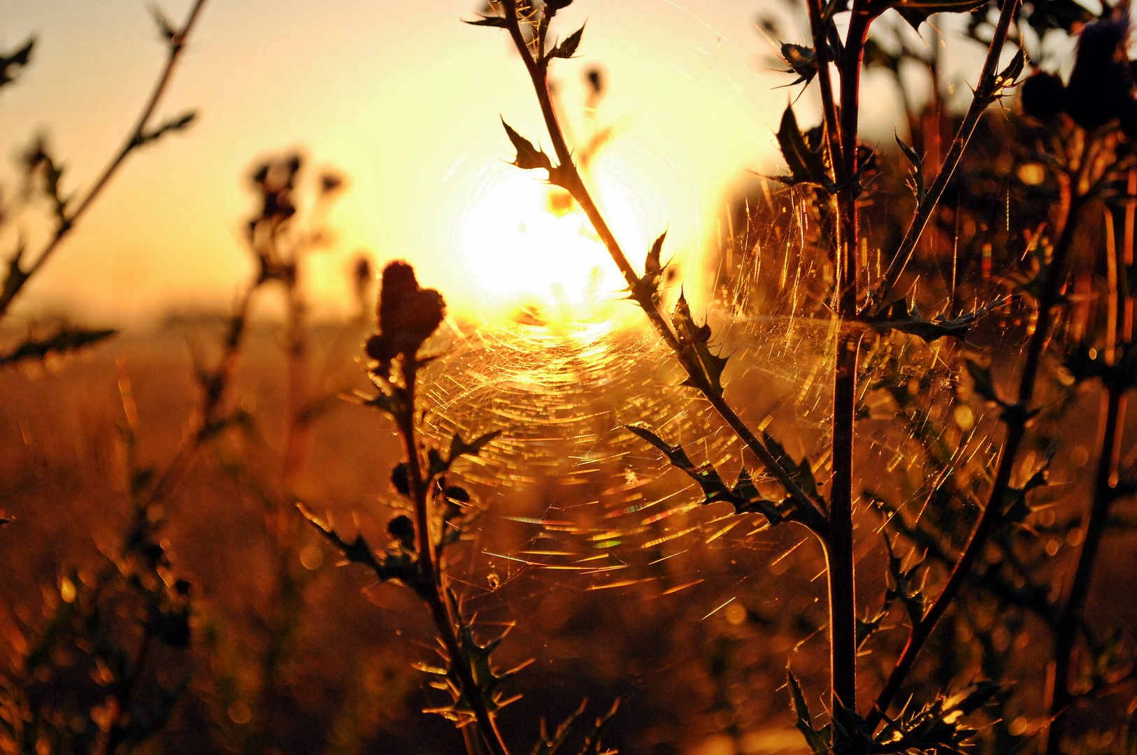 Netz ohne Spinne