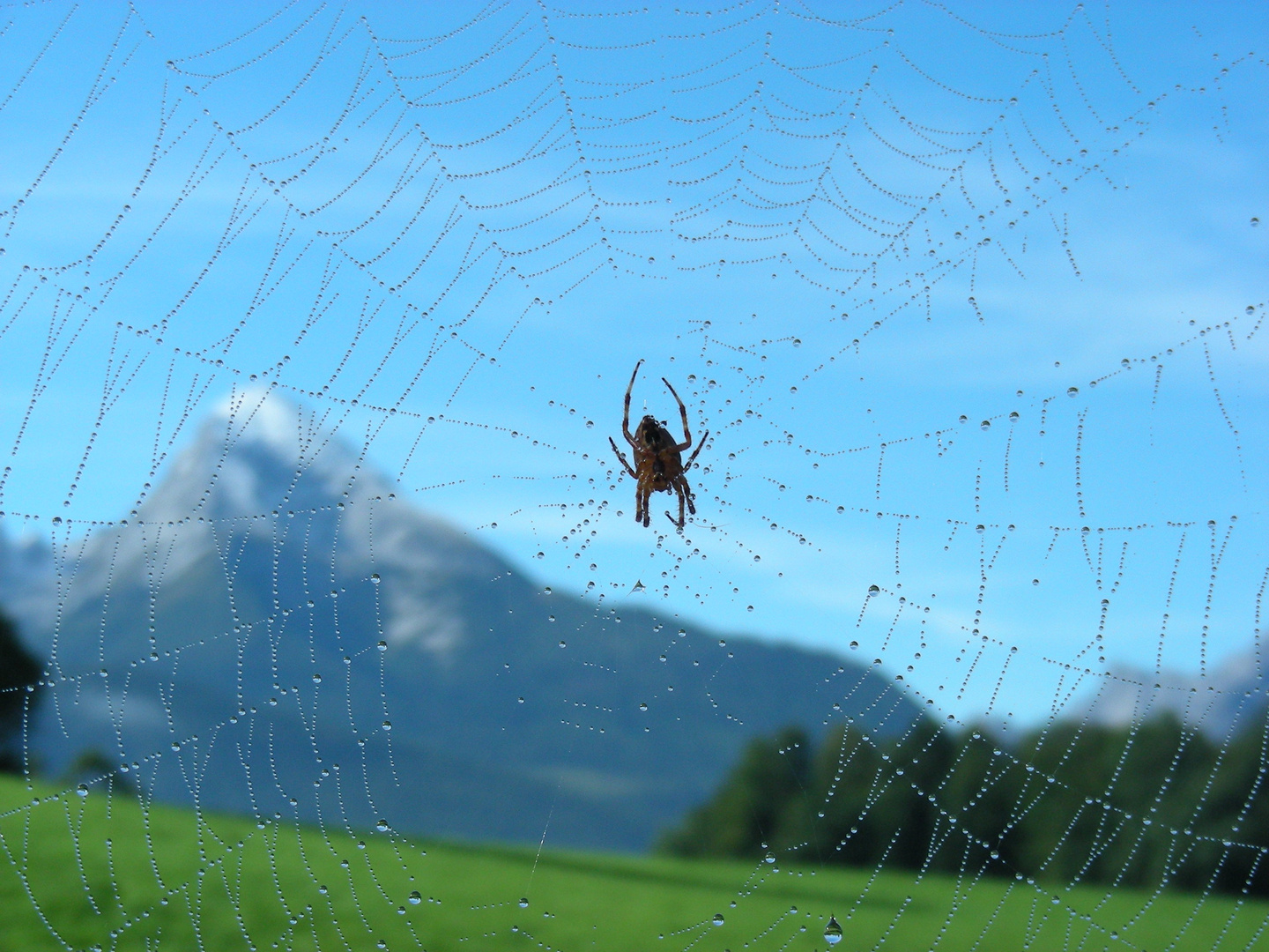 Netz über den Alpen