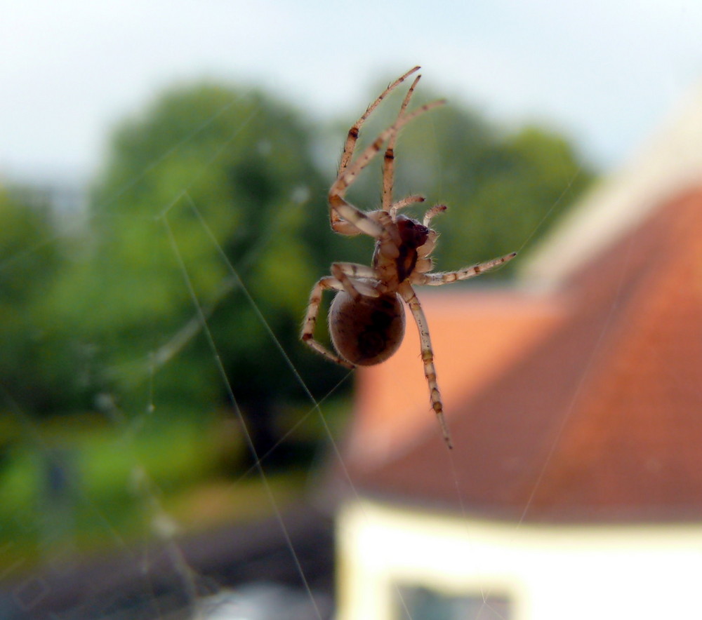 netzbau