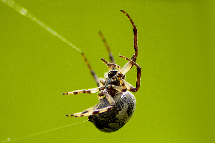 Netzbau