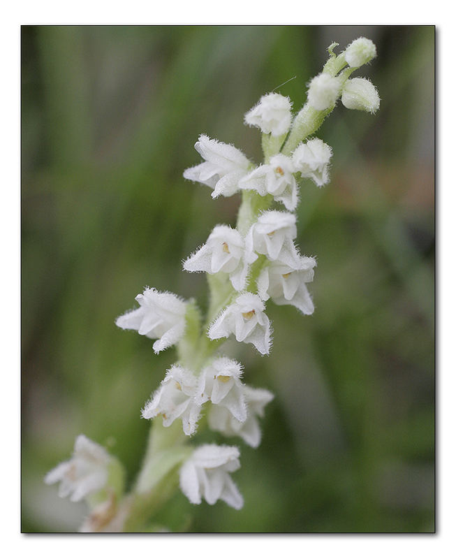 Netzblatt - Goodyera repens