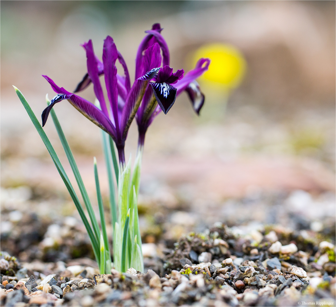 Netzblatt - Schwertlilie (Iris reticulata)