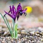 Netzblatt - Schwertlilie (Iris reticulata)