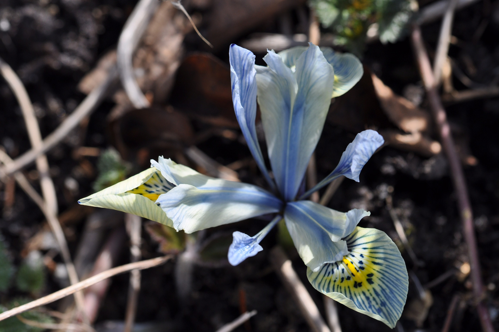 Netzblatt-Schwertlilie/Winter-Iris (Iris reticulata)