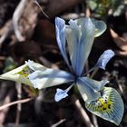 Netzblatt-Schwertlilie/Winter-Iris (Iris reticulata)