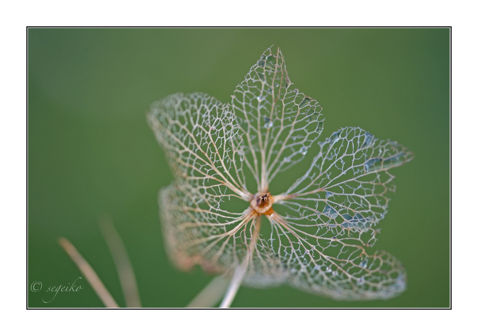 Netzblume