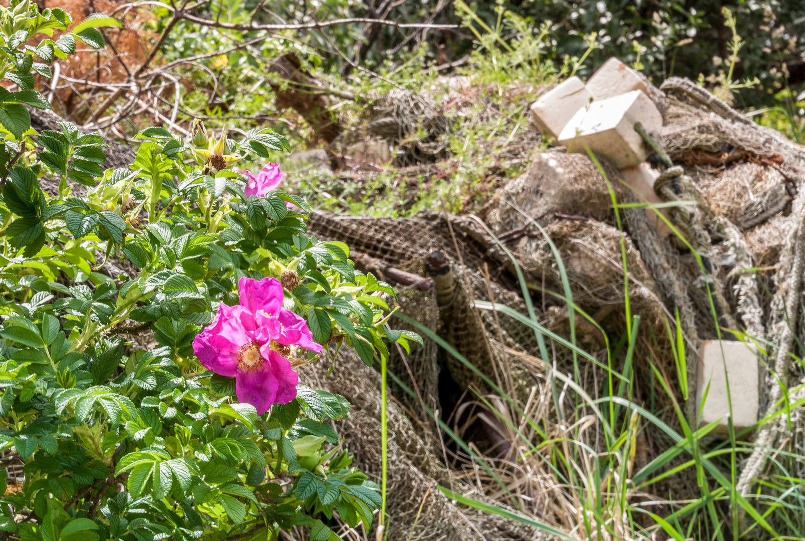 Netze und Rosen 