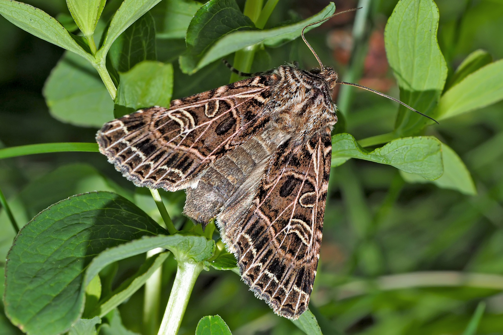 Netzeule (Sideridis reticulata) - La Noctuelle de la Saponaire.