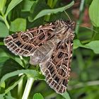 Netzeule (Sideridis reticulata) - La Noctuelle de la Saponaire.