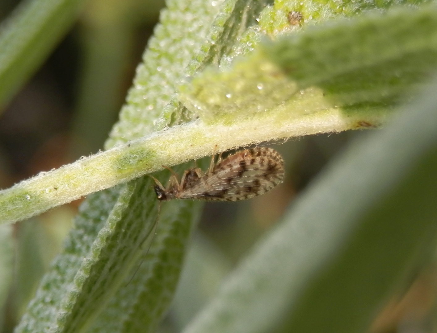 Netzflügler - Der gefleckte Taghaft (Micromus variegatus)