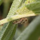 Netzflügler - Der gefleckte Taghaft (Micromus variegatus)