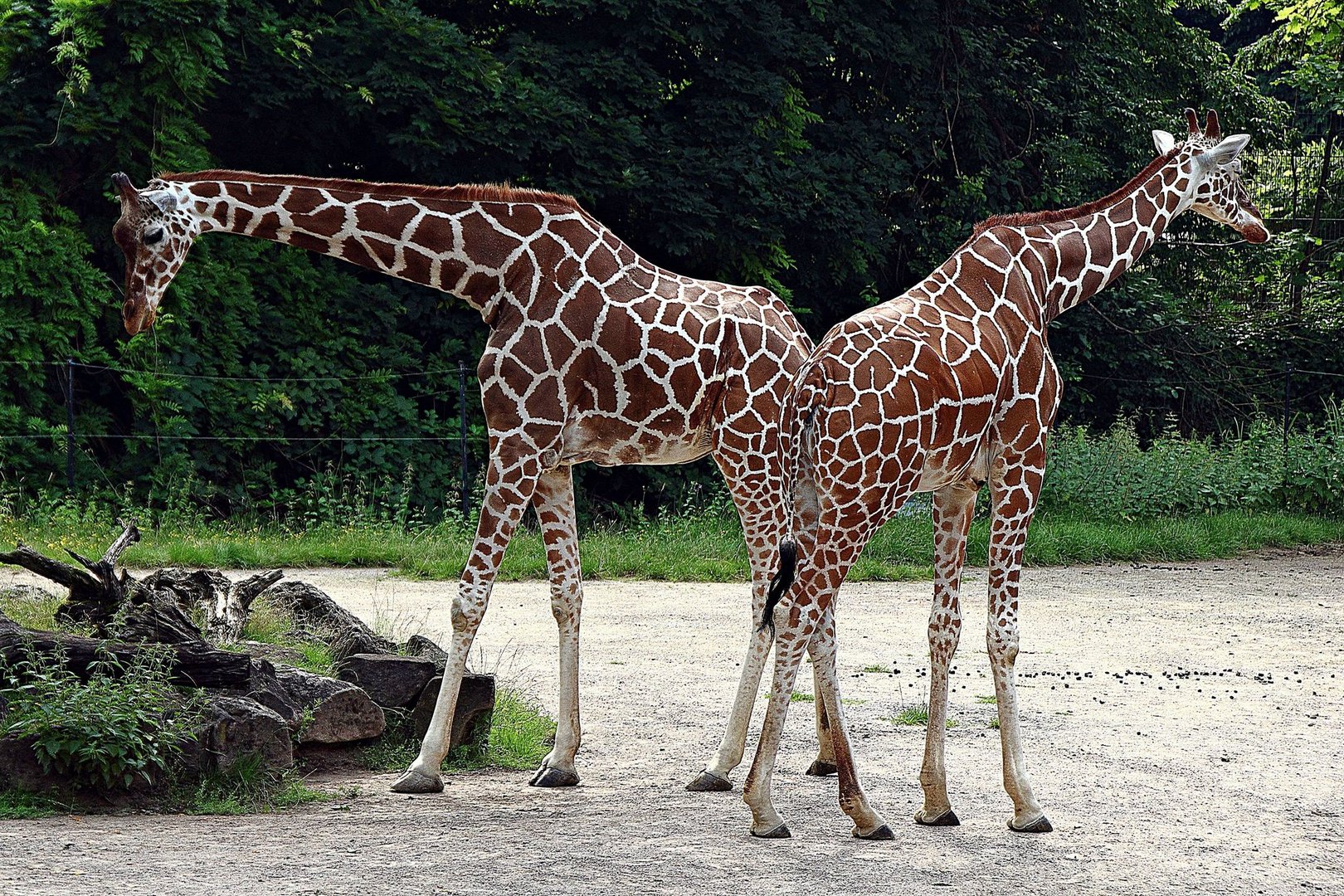 Netzgiraffe