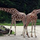 Netzgiraffe