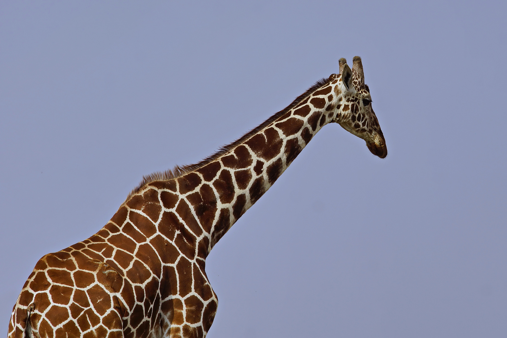 Netzgiraffe