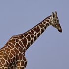 Netzgiraffe