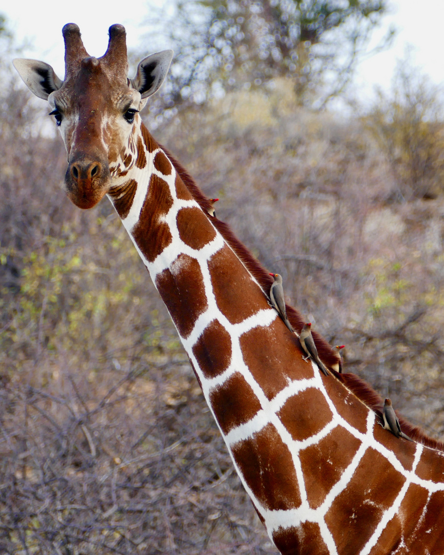 Netzgiraffe