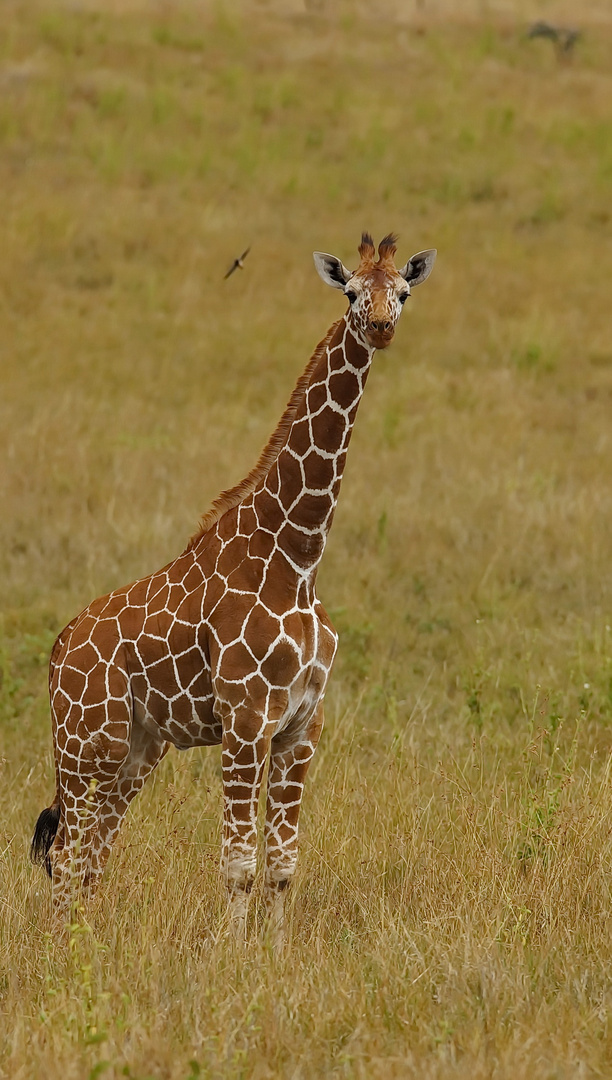 Netzgiraffe