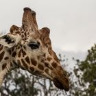 Netzgiraffe