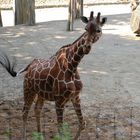 Netzgiraffe