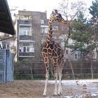 Netzgiraffe