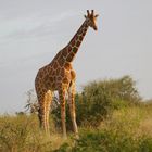 Netzgiraffe 