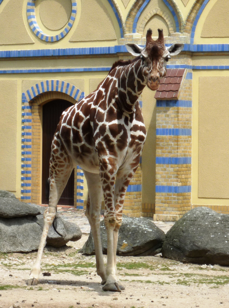 Netzgiraffe beim lecker Kauen