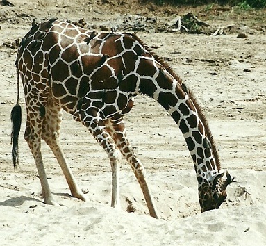 Netzgiraffe beim Trinken