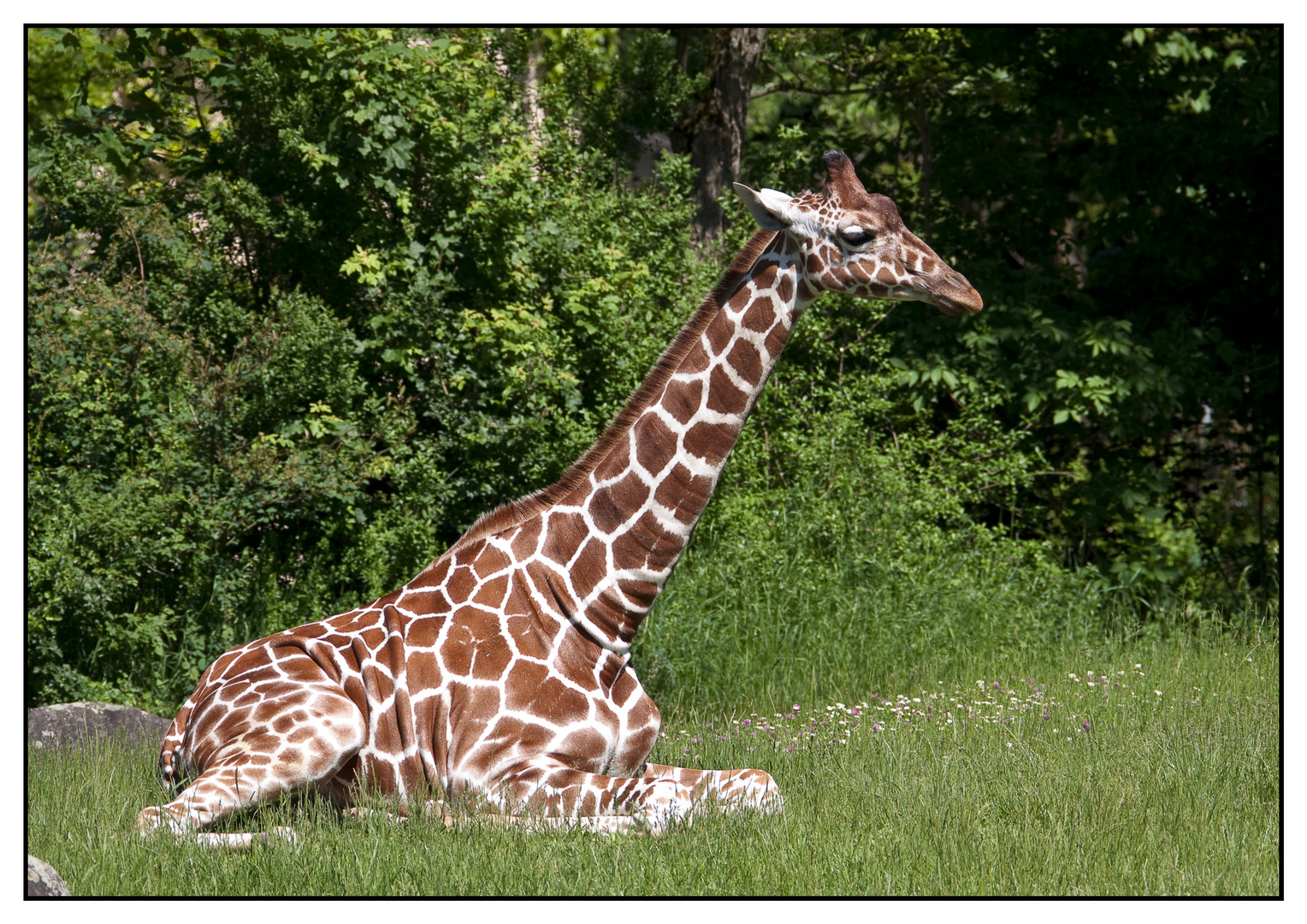 Netzgiraffe