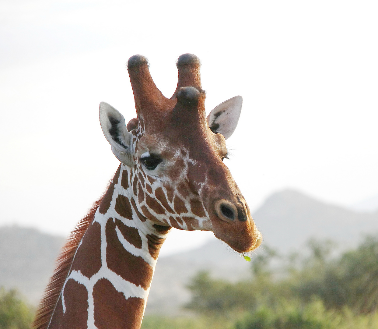 Netzgiraffe - ein lezter Blick