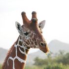 Netzgiraffe - ein lezter Blick