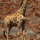 Netzgiraffe im Damaraland