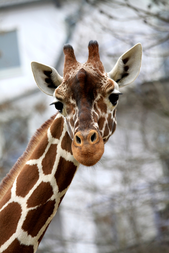 Netzgiraffe Kölner Zoo