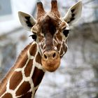 Netzgiraffe Kölner Zoo