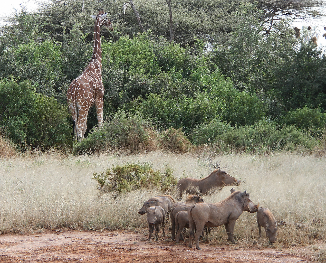 Netzgiraffe mit Warzenschweine