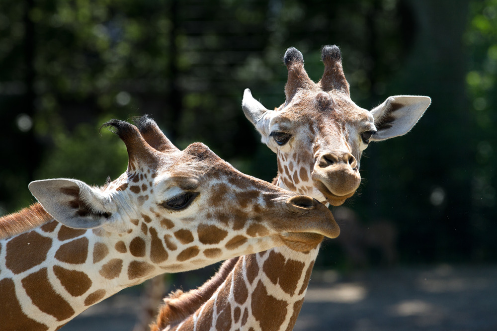 Netzgiraffen