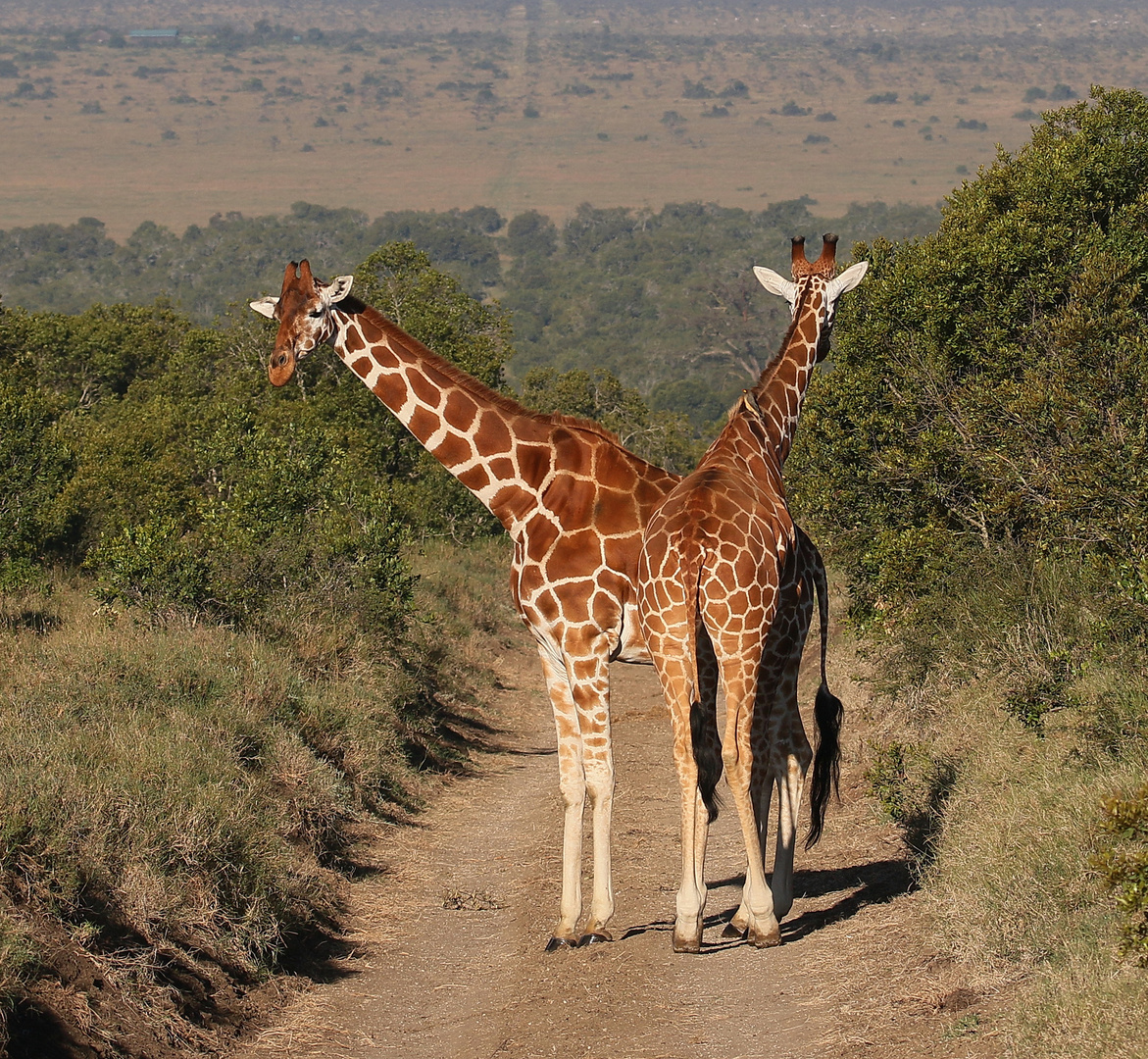 Netzgiraffen 4