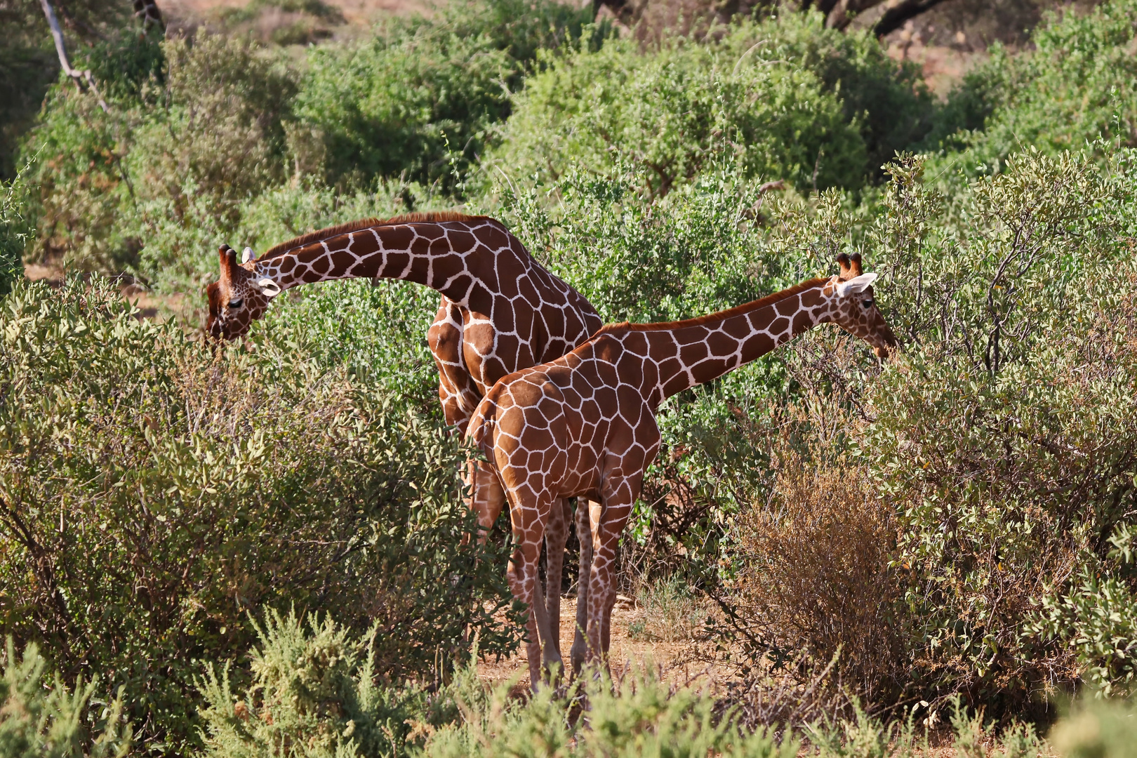 Netzgiraffen