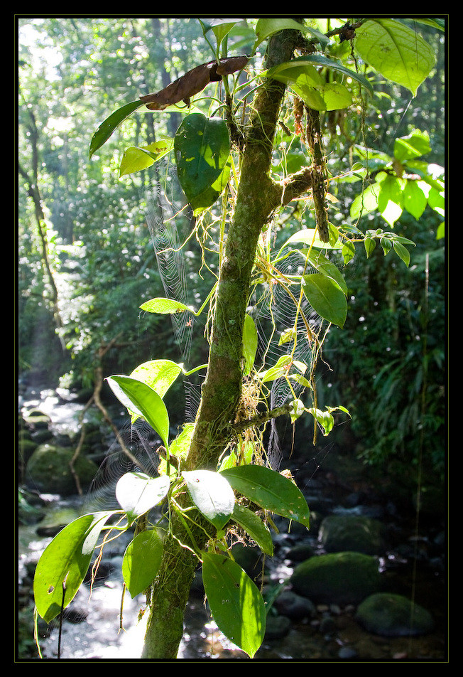 Netzleuchten im Regenwald