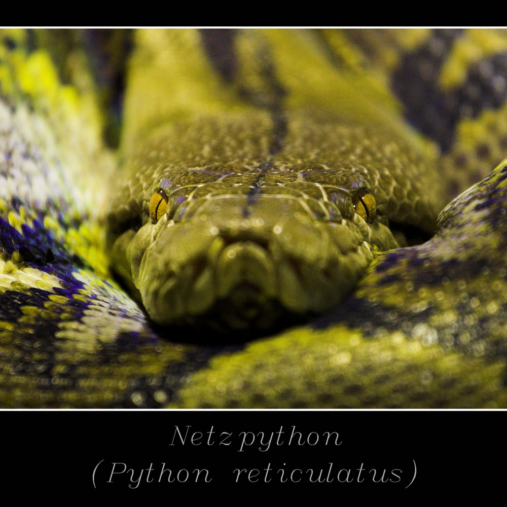 - Netzpython -