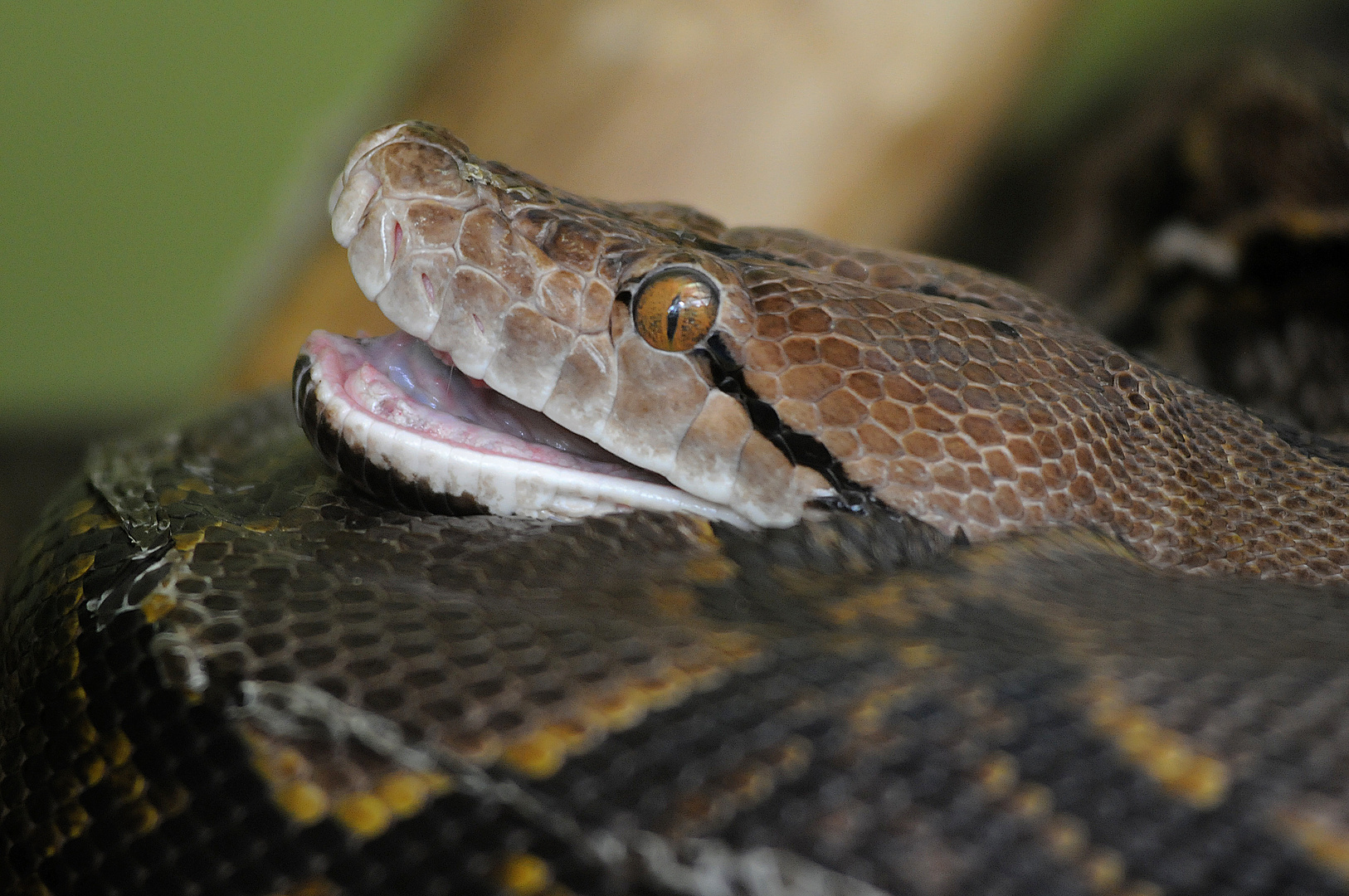 Netzpython im Zoo von Saarbrücken