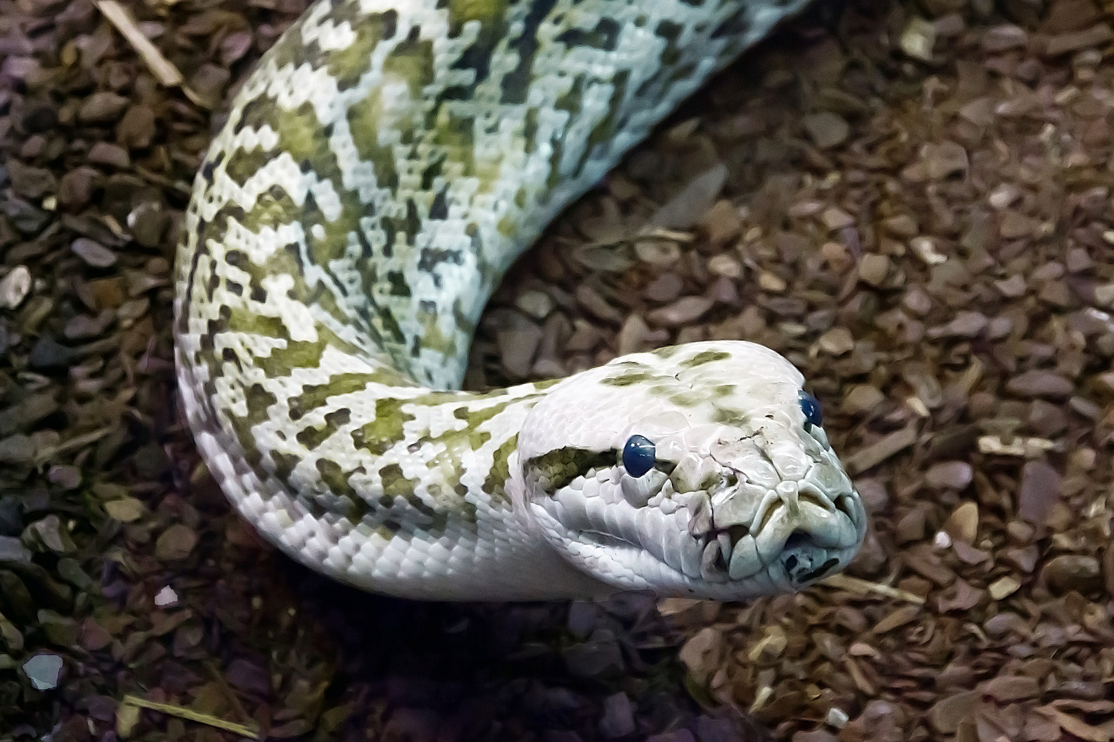 Netzpython (Malayopython reticulatus)