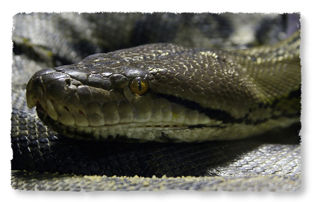 Netzpython (Python reticulatus)