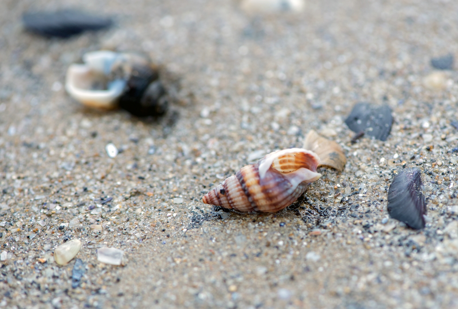 ::. Netzreusenschnecke .::