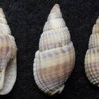 Netzreusenschnecke (Nassarius reticulatus)