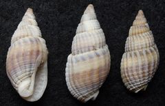 Netzreusenschnecke (Nassarius reticulatus)