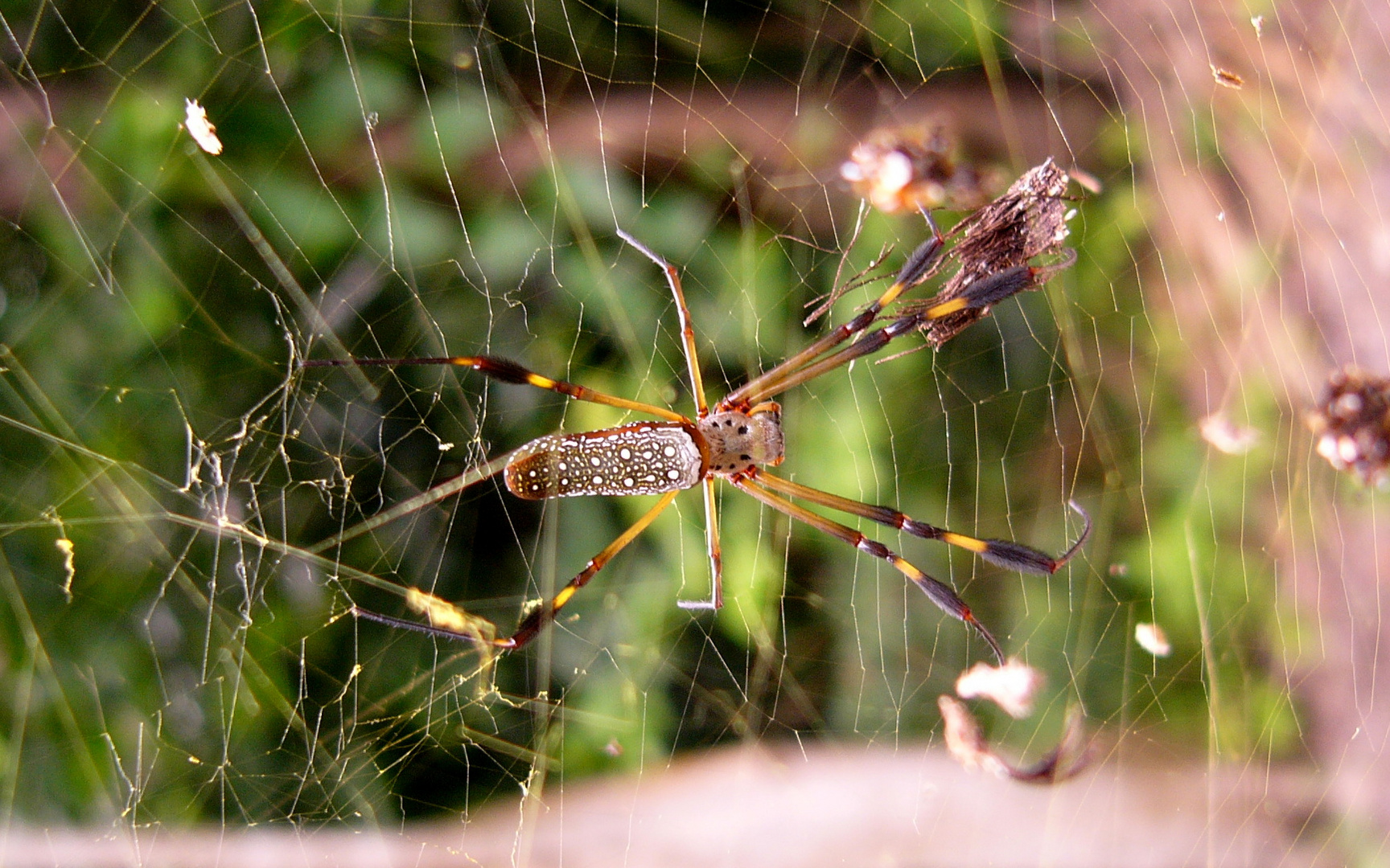 Netzspinne