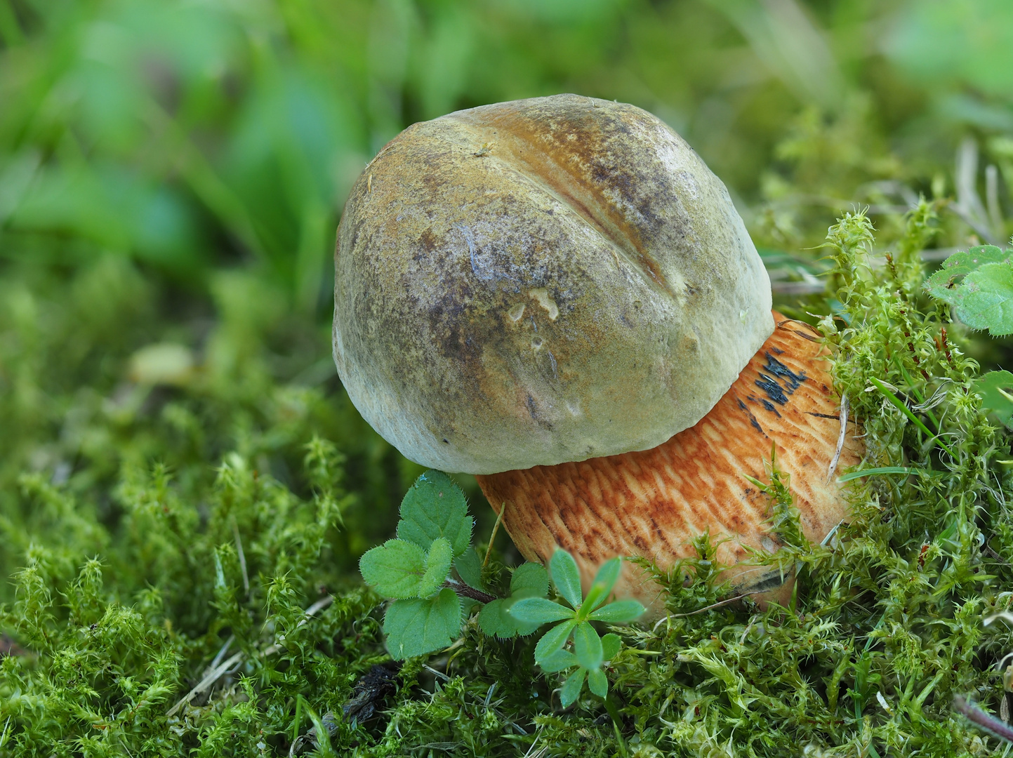 Netzstieliger Hexenröhrling (Boletus luridus)